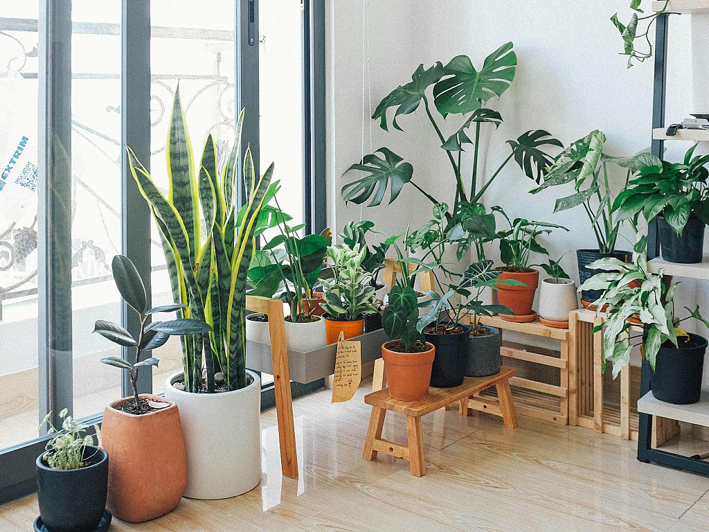 Indoor Plants