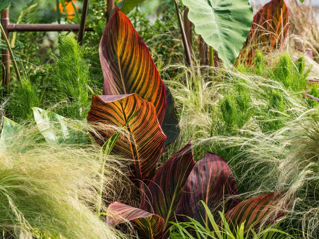 Outdoor Plants